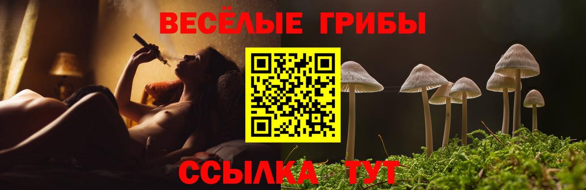 Псилоцибиновые грибы Psilocybine cubensis Кольчугино